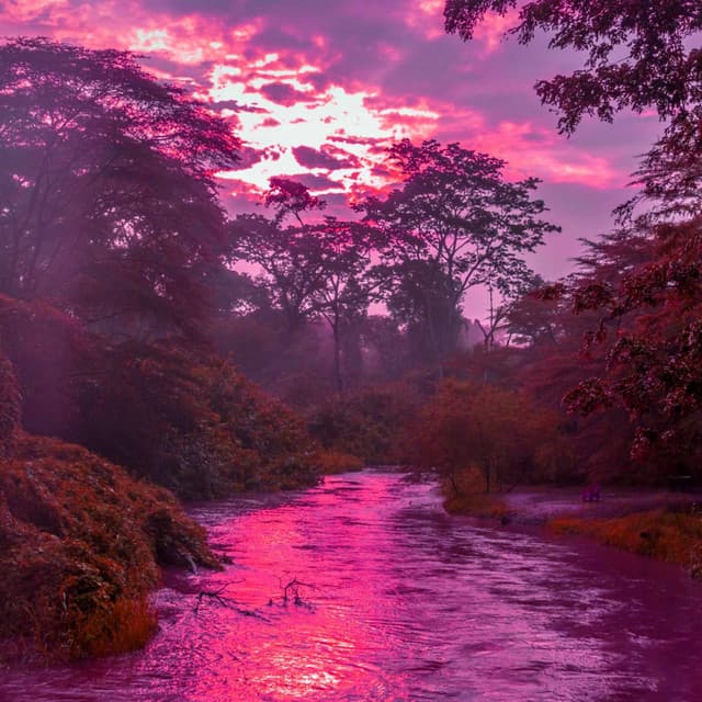 Echoes of Morning Sunshine