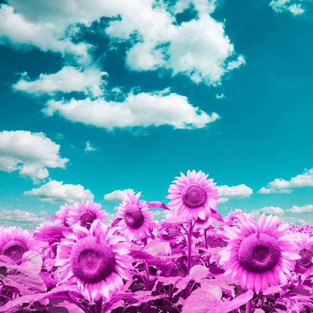 Feelings for Fresh Days