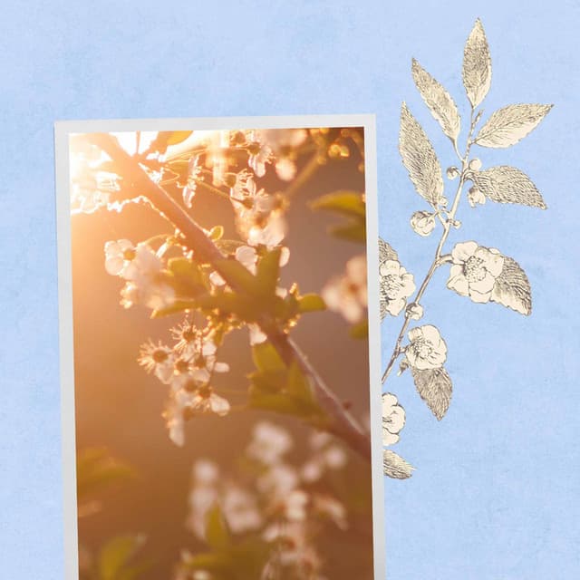 Trumpet Bossa - Background for Fresh Feelings
